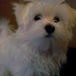Echo the Maltese is smiling at you!