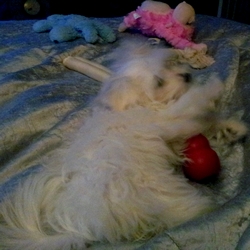 Puppy Echo at play with bone.