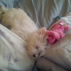 Puppy Echo sleep time