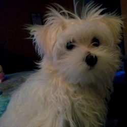 Echo with questioning face