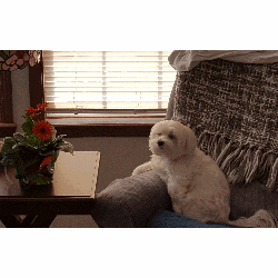 Echo is watching you!